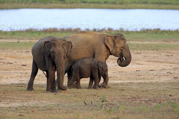 Asian sri lankan elephant