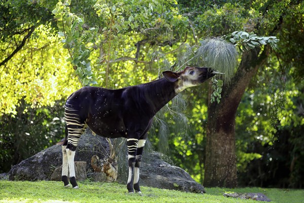 Okapi