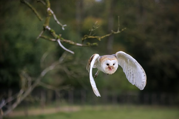 Barn Owl