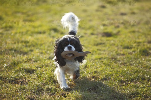 Cavalier King Charles Spaniel