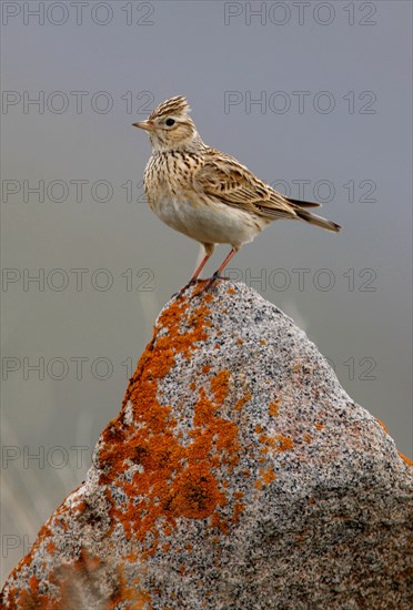 Skylark