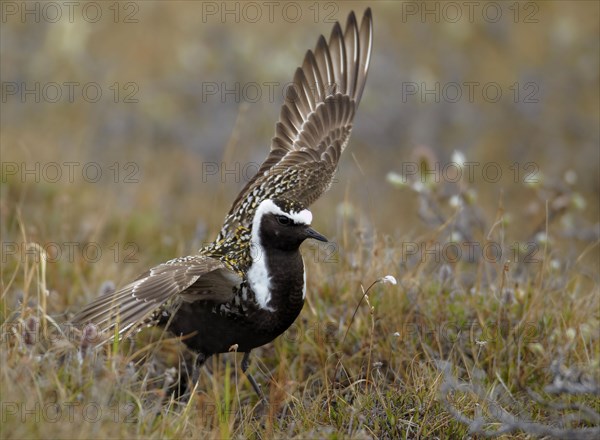 American golden plover