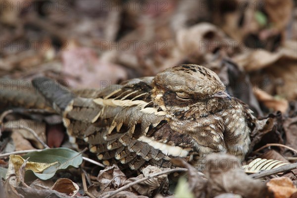 Long-tailed nightjar