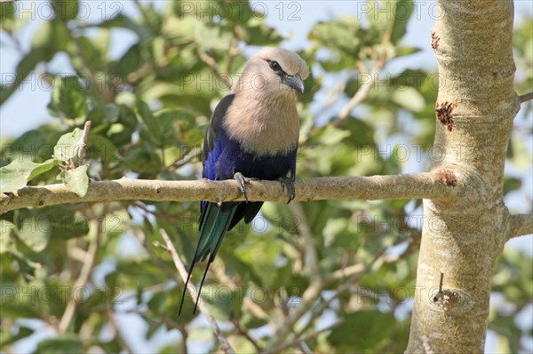 Blue-bellied roller