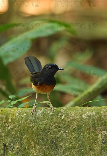 White-rumped Shama