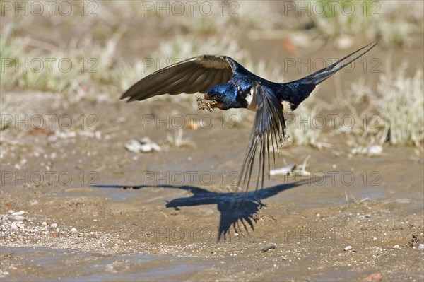 Barn Swallow