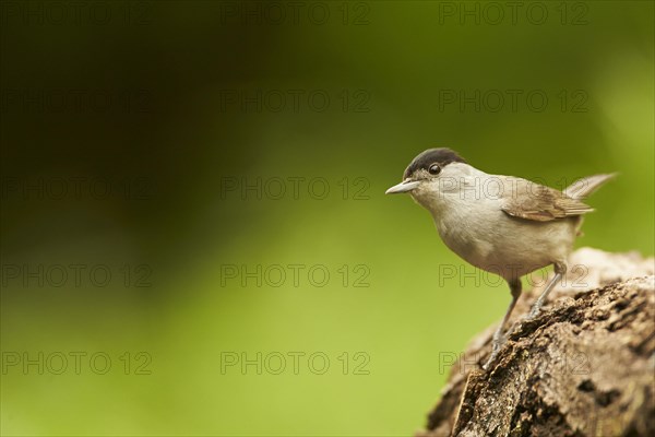 Blackcap