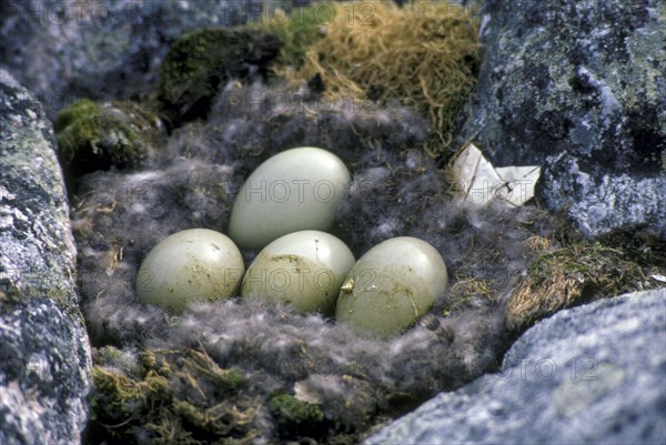 Eider Duck