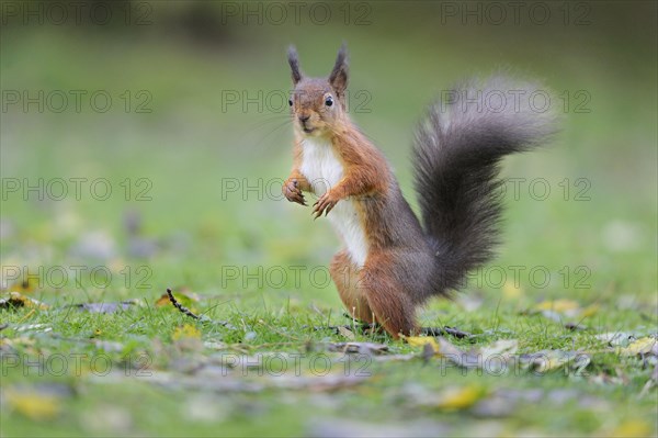 Eurasian red squirrel