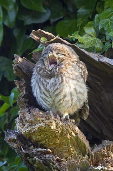 Little Owl