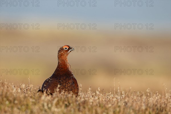 Red Grouse