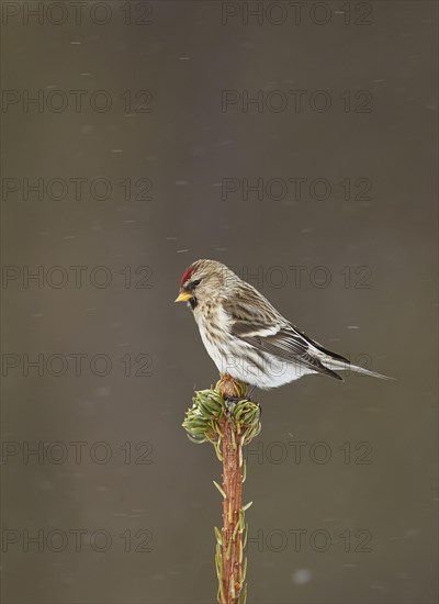 Arctic Redpoll