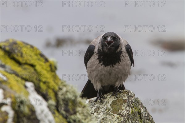 Hooded Crow