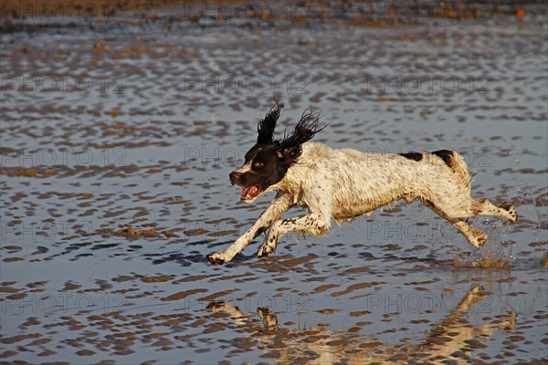 Springer Spaniel running on the beach