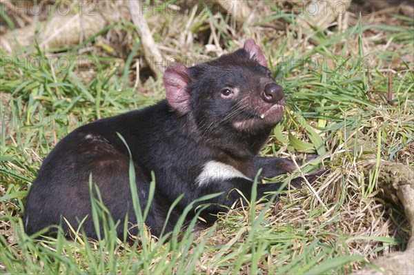 Tasmanian devil