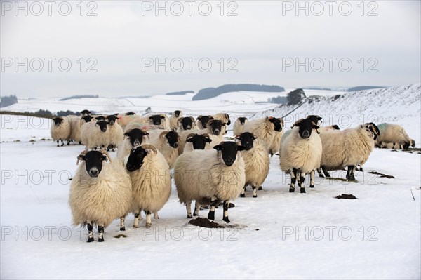 Domestic sheep