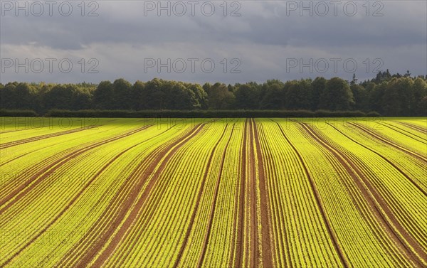 Winter wheat