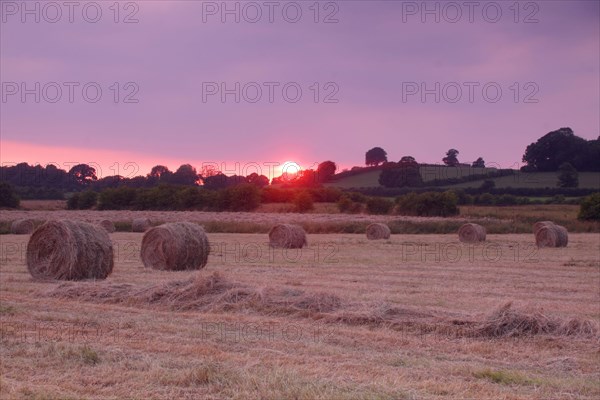 Round hay bales from harvested wild grass fields at sunset