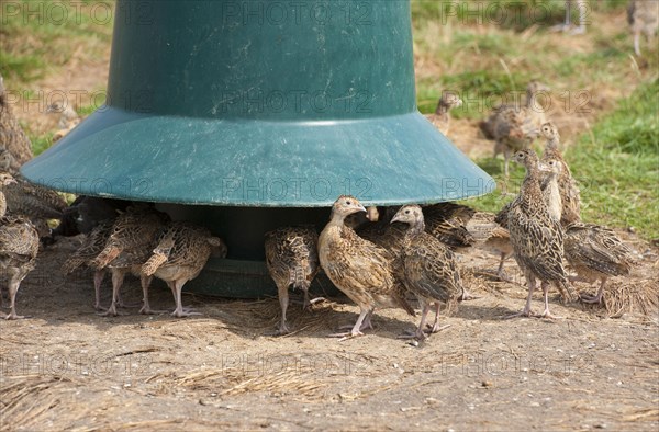 Gamebird farming