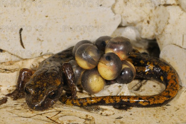 Strinati's Cave Salamander