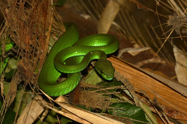 White-lipped Pitviper