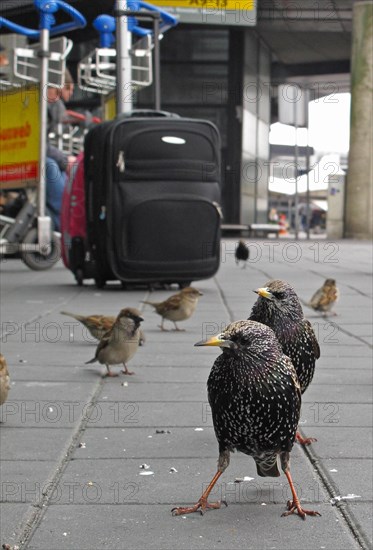 Common Starling