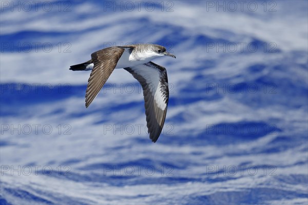 Bannerman's Shearwater