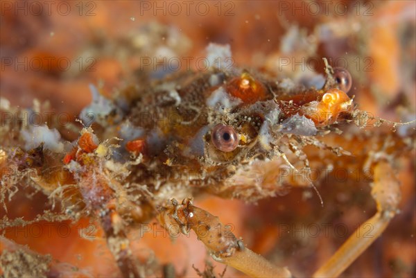 Decorator crab