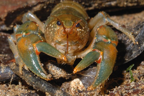 Madagascan Forest Crayfish