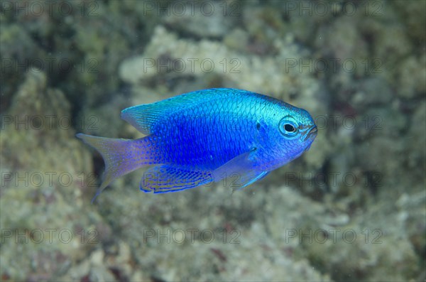 Springer damselfish