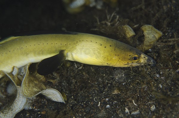 Highfin Snake-eel