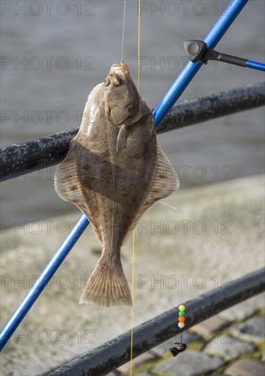 European Flounder