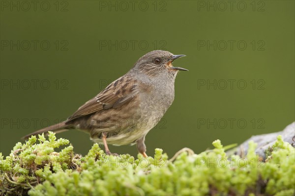 Dunnock