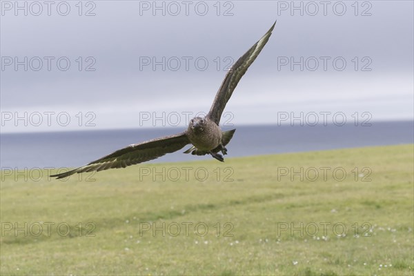 Great Skua