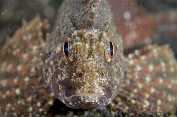 Adult white-faced washfish