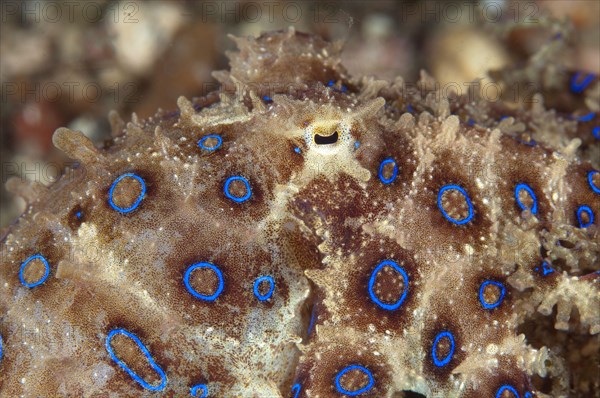 Greater Blue-ringed Octopus