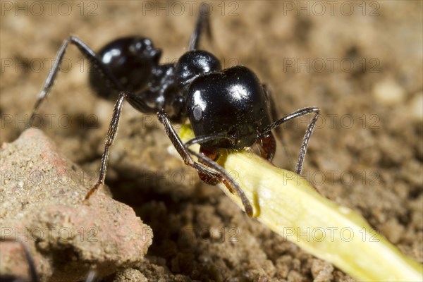 Harvester Ant