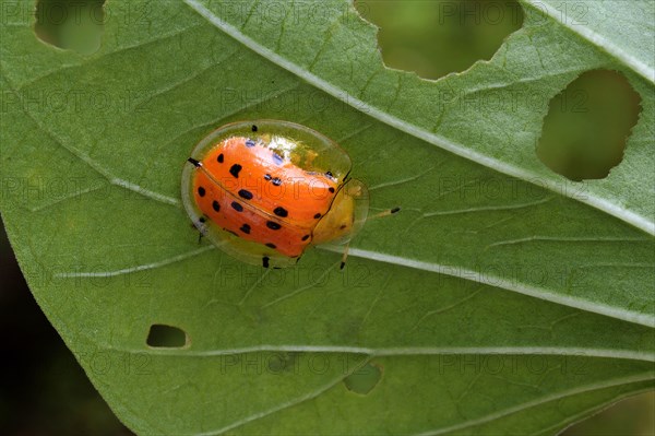 Orange Tortoise Beetle