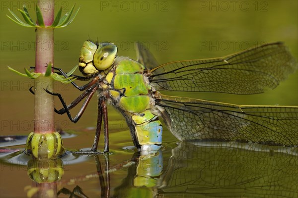 Emperor dragonfly