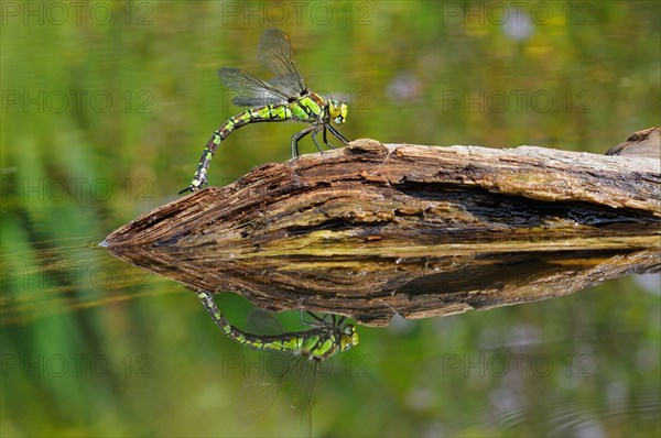 Southern hawkers