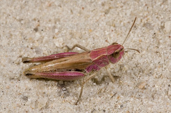 Meadow grasshopper