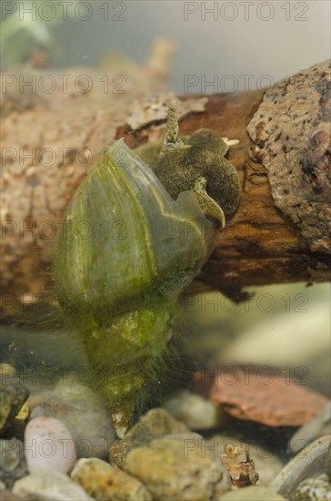 Pointed mud snail