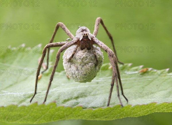 Nursery-web Spider