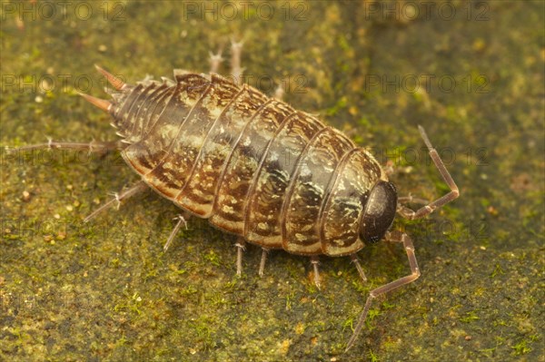 Common Striped Woodlouse