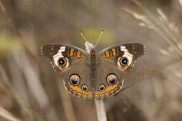 Common Buckeye