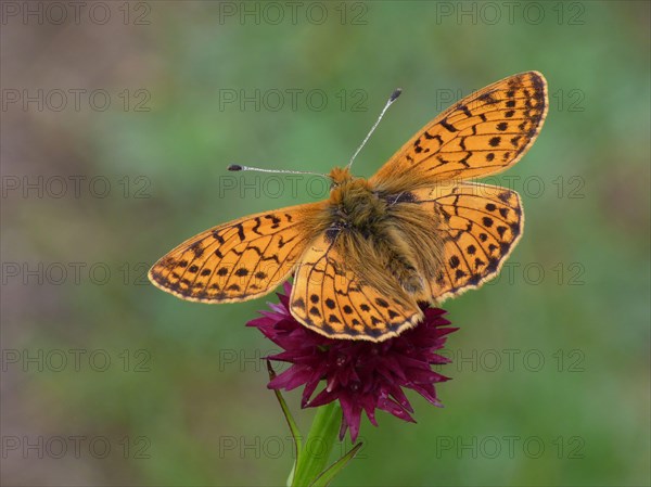 Adult shepherd's fritillary