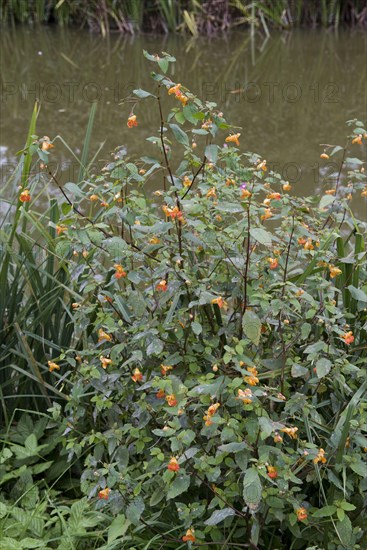 Orange balsam