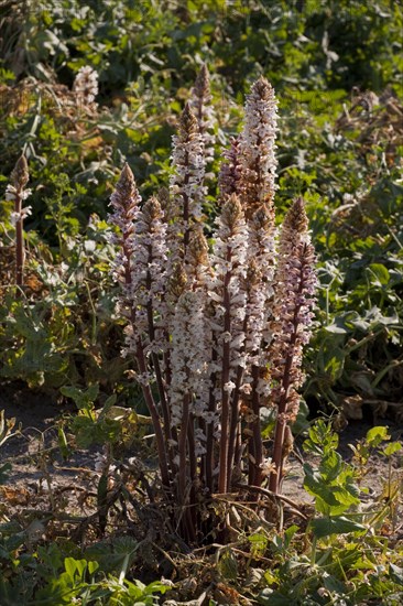 Flowering bean broomrape