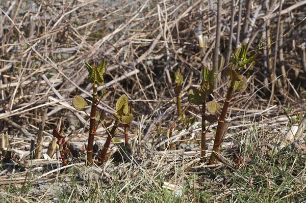 Reynoutria japonica