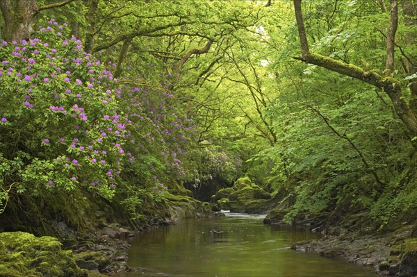 Common pontic rhododendron